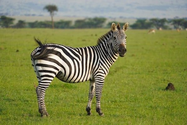 Comment le changement climatique affecte-t-il les habitats des animaux sauvages ?