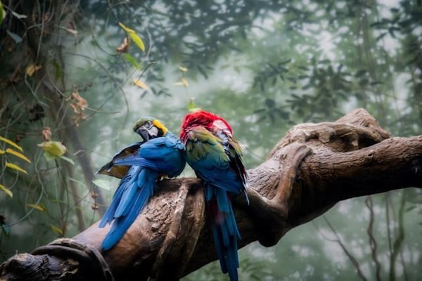 Tout savoir sur les oiseaux exotiques comme animaux de compagnie