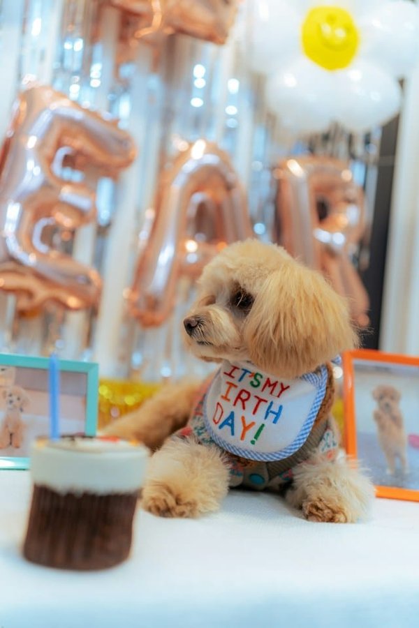 Astuces pour organiser une fête d'anniversaire pour votre chien