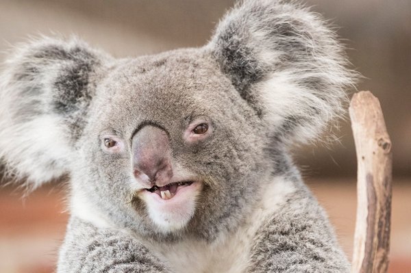 Les koalas : des marsupiaux arboricoles d'Australie
