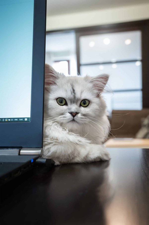 Quels sont les besoins spécifiques des chinchillas en termes d'espace et d'activité ?