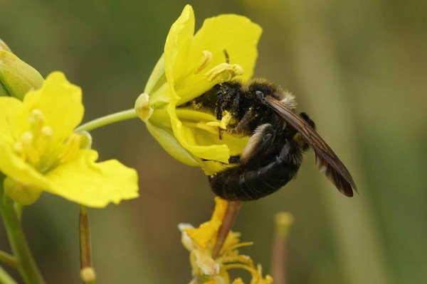 Quelles sont les espèces d'abeilles les plus efficaces dans la pollinisation des orchidées ?