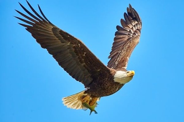 Les aigles royaux : des prédateurs majestueux des montagnes